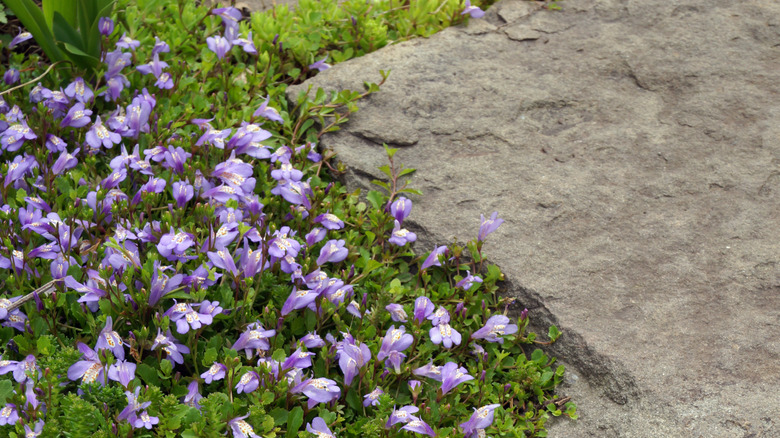 Creeping mazus near a stepping stone