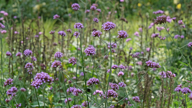 A row of tall verbena flowers in bloom