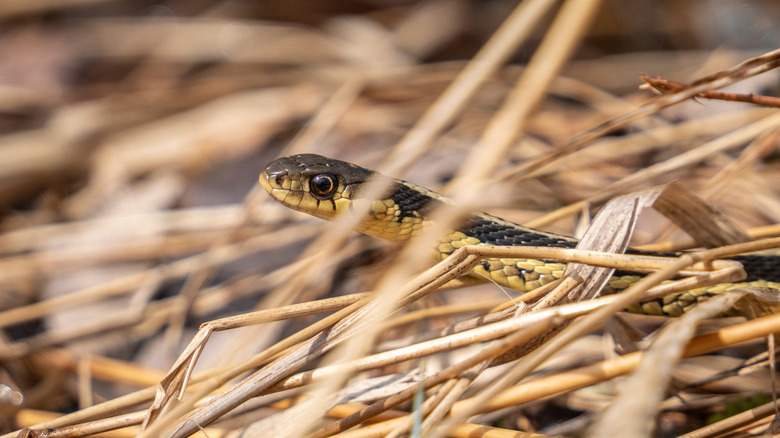 Snake crawling through pine straw mulch in garden.