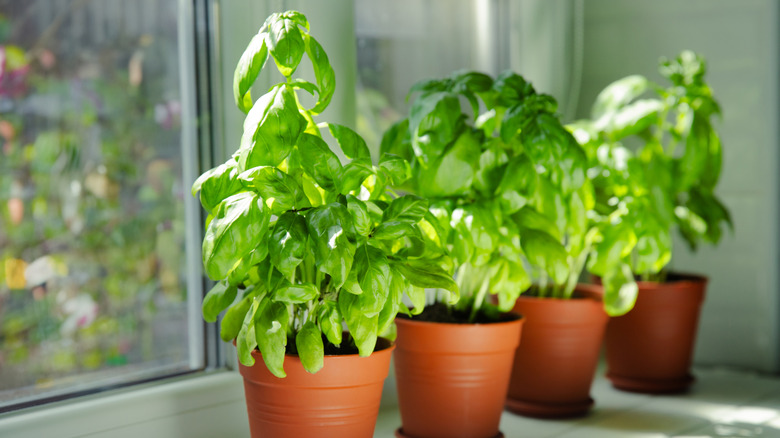 Indoor basil plants