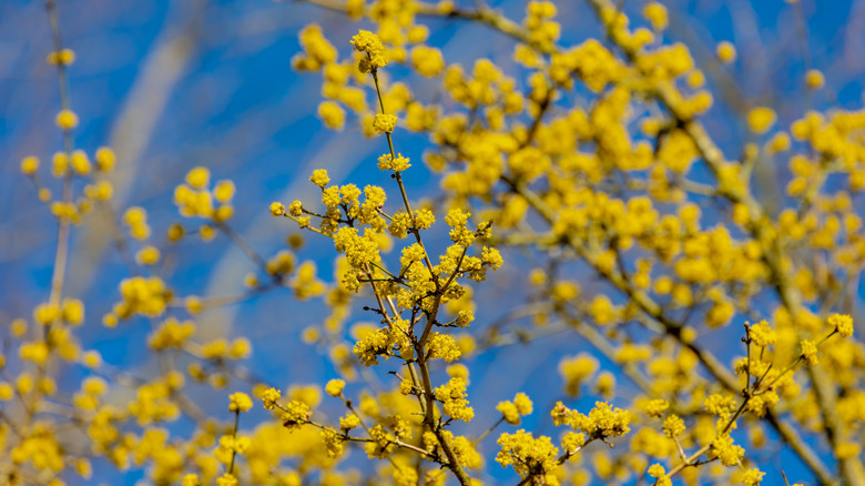 Dogwood budding in spring