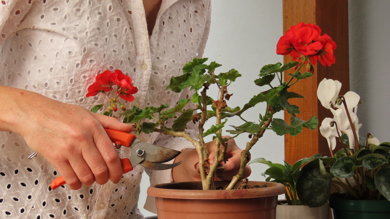 Taking cuttings from geraniums