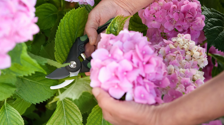 Cutting from pink hydrangea flower