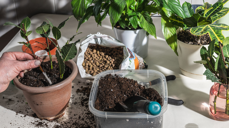 Propagating plants indoors