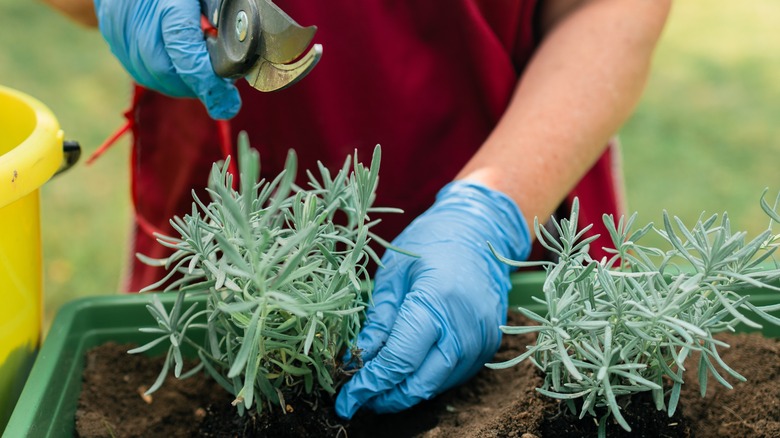 Pruning lavender plants