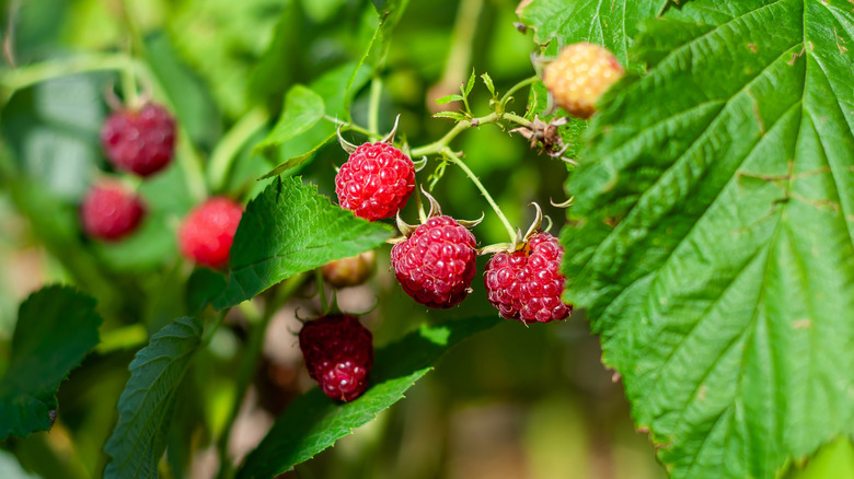 Ripe raspberries