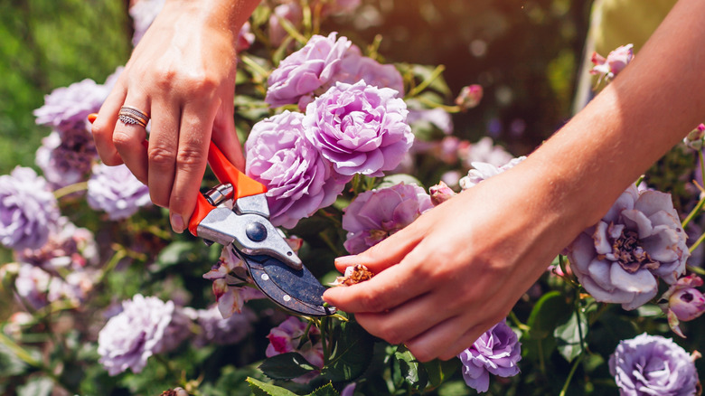Female gardener cutting roses