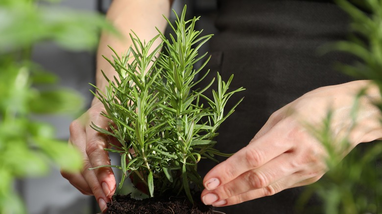 Transplanting rosemary into an indoor container