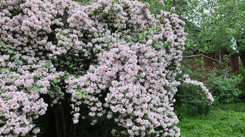 Large abelia bush with white flowers