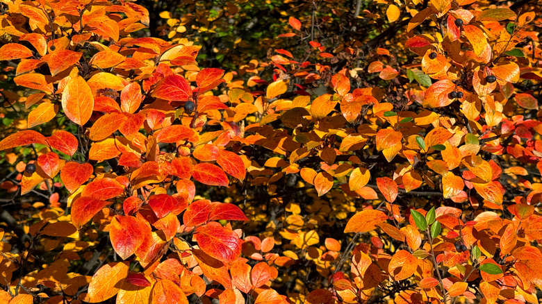 Cottoneaster shrub in fall with orange leaves