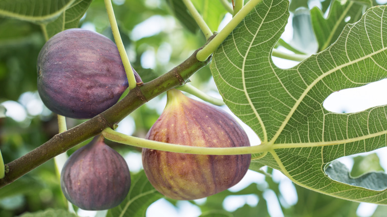 Ripe figs on a fig tree