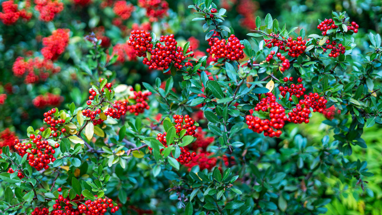 Firethorn shrub with red berries