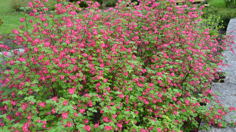 Flowering currant plants with pink flowers