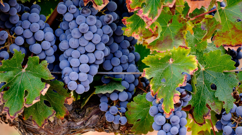 Grape vines in fall with ripe grapes and colorful leaves