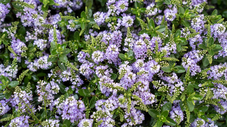 Hebe shrub with purple flowers