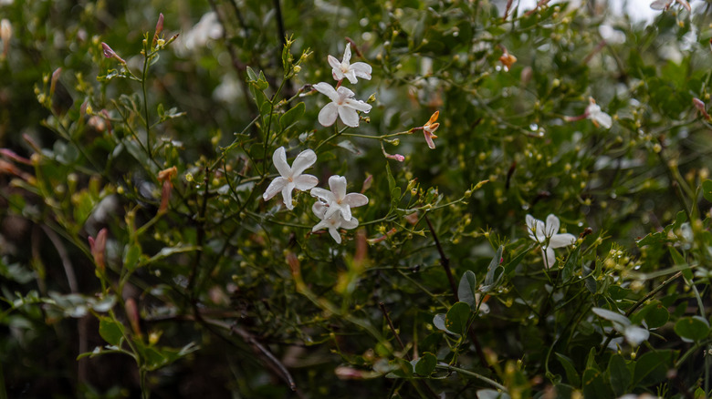 Jasmine plant with a few white flowers