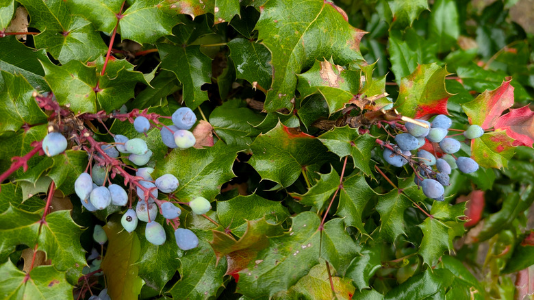Oregon grape bush with blue fruit and spiny leaves