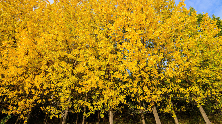 Row of poplar trees with yellow foliage