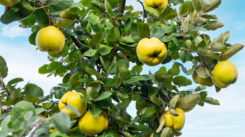 Quince tree with ripe yellow fruit