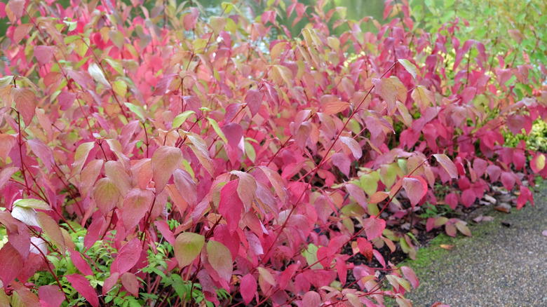 Red twig dogwood shrubs in fall with red leaves