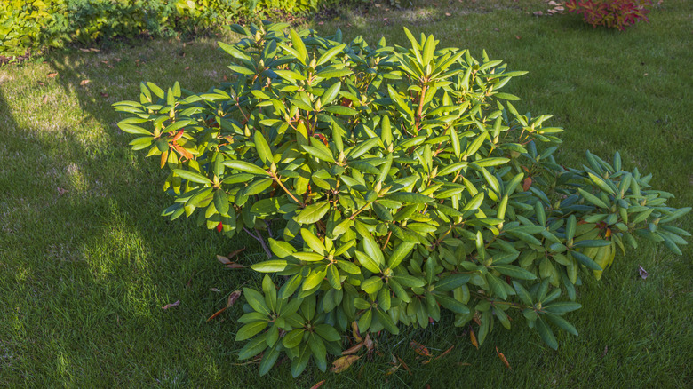 Rhododendron bush in fall
