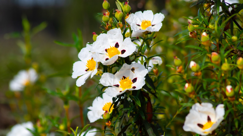 White rock rose flowers