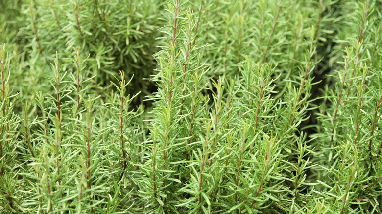 Rosemary bush