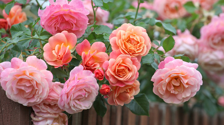 Rose flowers growing over a wall