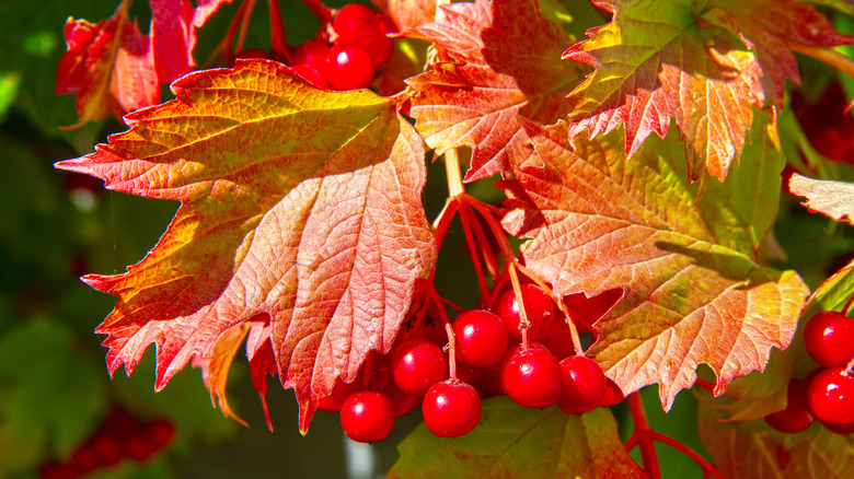 Viburnum plant in fall with red berries and orange leaves