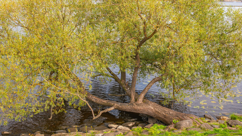 Willow tree growing over a lake in autumn