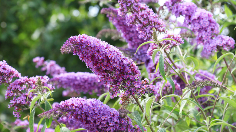 The cone-shaped purple flowers of the butterfly bush.