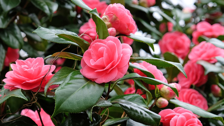 Soft pink camellia blossoms surrounded by dark green leaves.