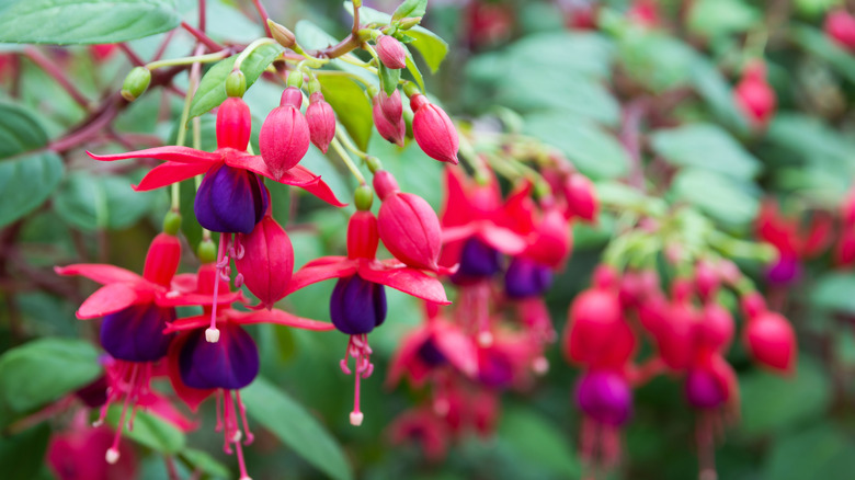 Pink and purple fuchsia flowers against green leaves.