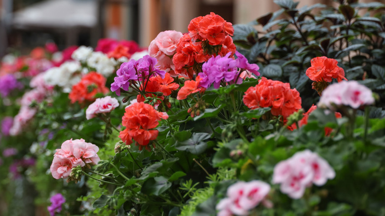 Pink, red, and purple geranium flowers in a planter