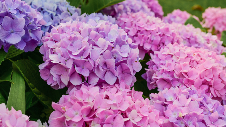 Pink and purple hydrangeas in full bloom.