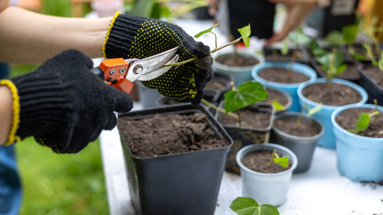 Gloved hands work with a plant cutting in front of numerous nursery pots filled with soil.