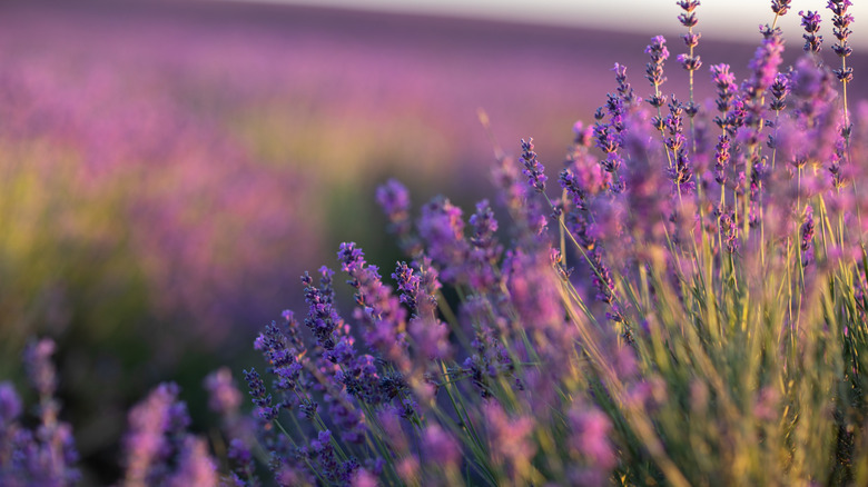 Closeup of lavender plants in a lavender field in golden light.