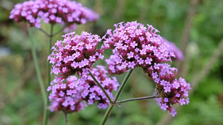 Purple verbena flowers