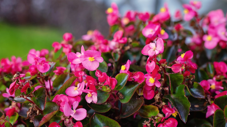 Close up of pink begonia flowers in the garden