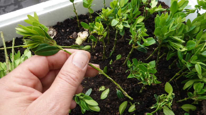 A gardener's hand holds a boxwood cutting