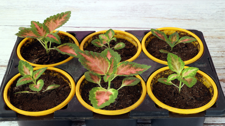 A collection of coleus cuttings growing in pots