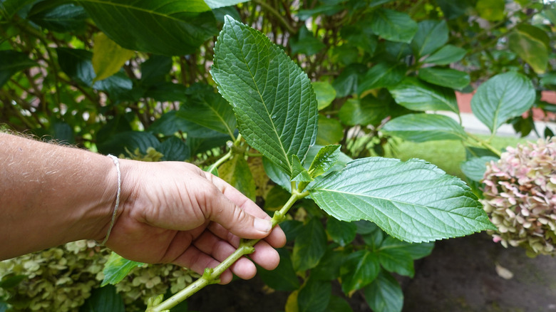 A gardener's hand holds a hydrangea cutting
