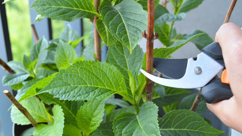 Taking a cutting from hydrangea