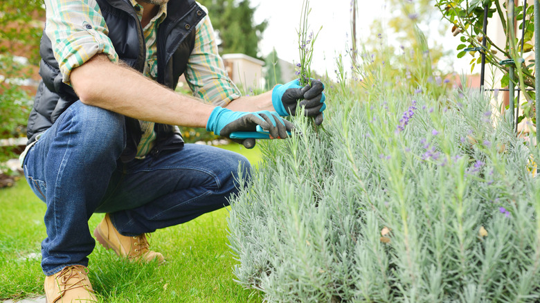 A man cuts lavender in the garden