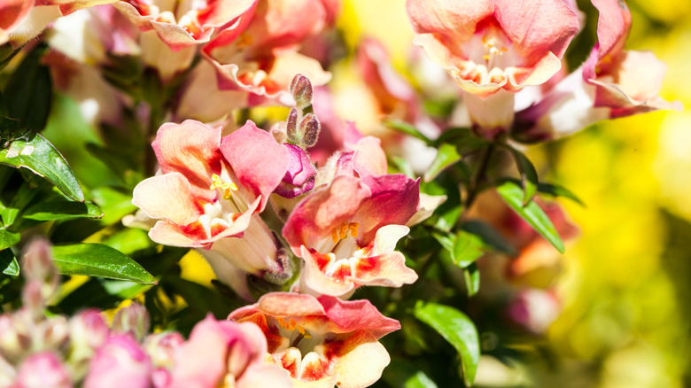 Close up of penstemon flowers