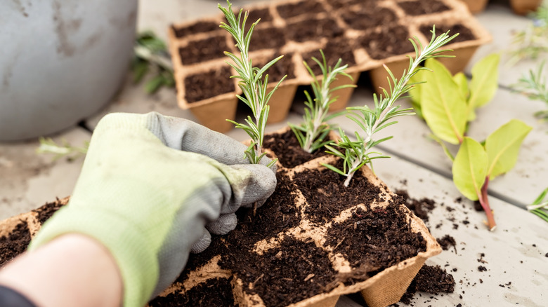 Planting rosemary cuttings in soil