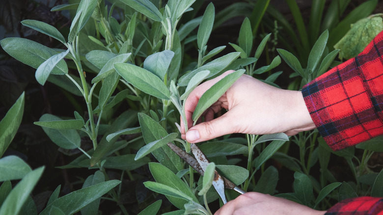 Cutting sage in the garden