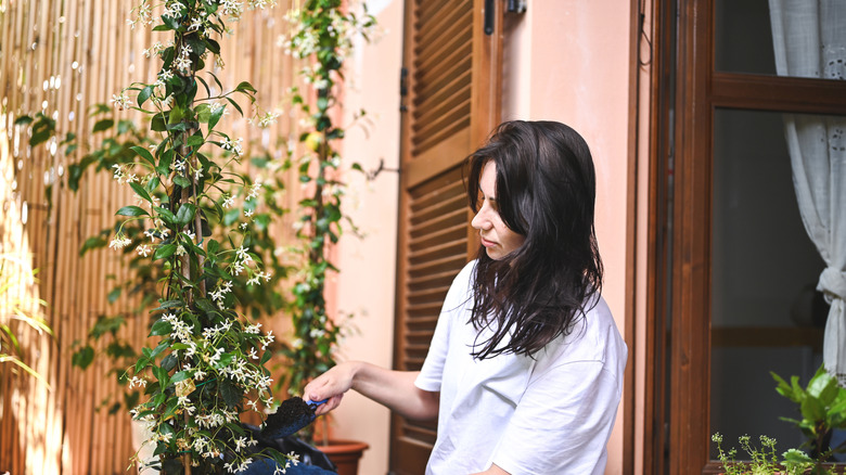 A woman takes care of a star jasmine plant.