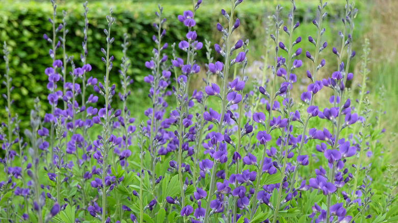 False blue indigo bush