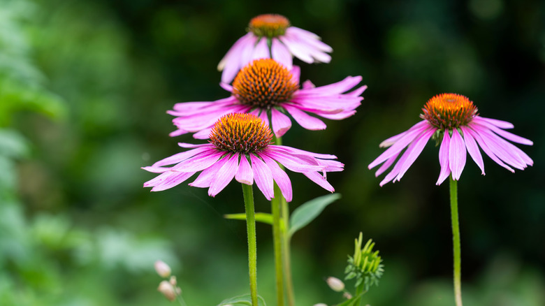 Bright purple cone flowers